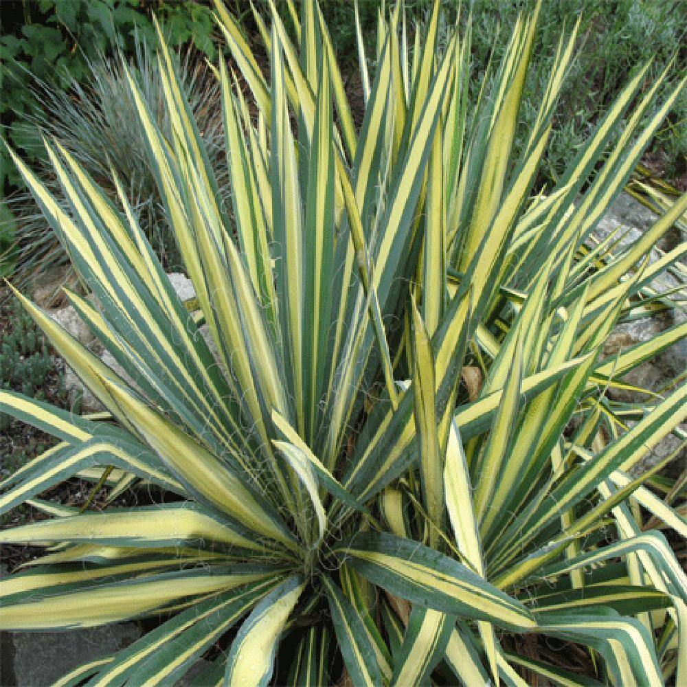 Creamy White and Dark Green Yucca 'Color Guard' 2.25 Gallon Evergreen Shrub