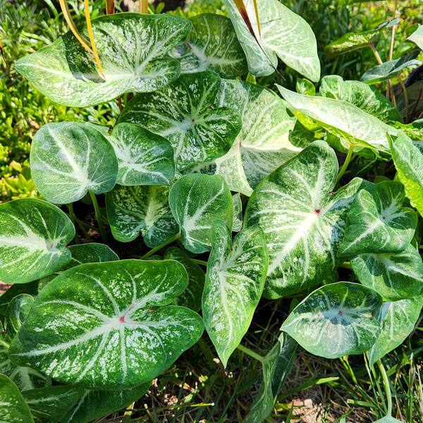 ALTMAN PLANTS White and Green B31 Caladium Strap Leaf Outdoor