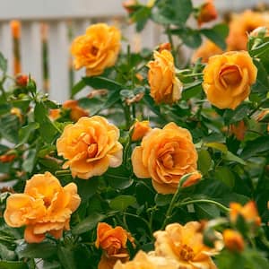 4 in. Pot, Orange Freedom Shrub Rose, Live Potted Plant, Orange Color Flowers (1-Pack)