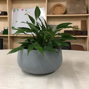 Small 11.8 in. x 11.8 in. x 5.9 in. Cement Color Lightweight Concrete Modern Low Bowl Planter