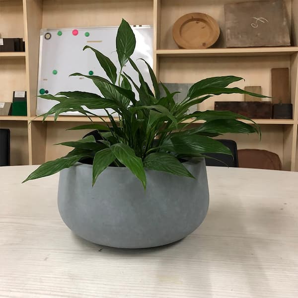 DurX-litecrete Small 11.8 in. x 11.8 in. x 5.9 in. Cement Color Lightweight Concrete Modern Low Bowl Planter