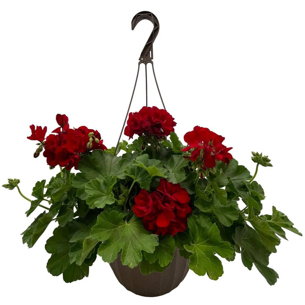 11 in. Geranium Annual Hanging Basket Plant with Bright Red Blooms and Rich