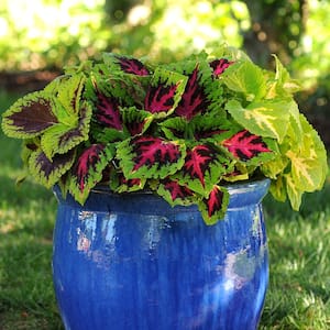 4IN Coleus Kong Jr. Outdoor Colorful Plant (4-Pack)