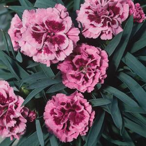 #5 1 Qt. Pink Kisses Dianthus Plant
