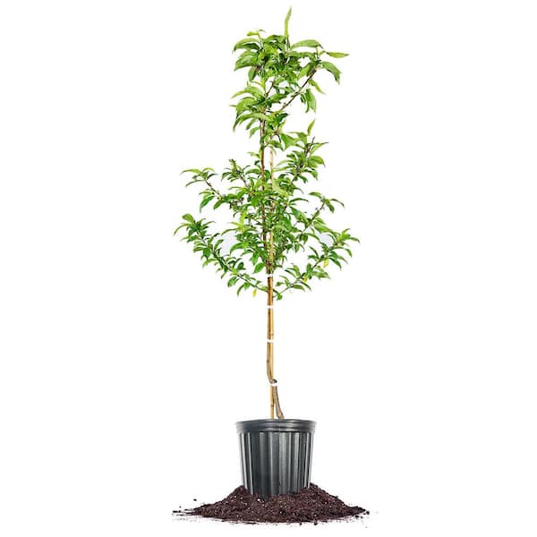 Perfect Plants 4-5 ft. Tall Flordaking Peach Tree in Grower's Pot