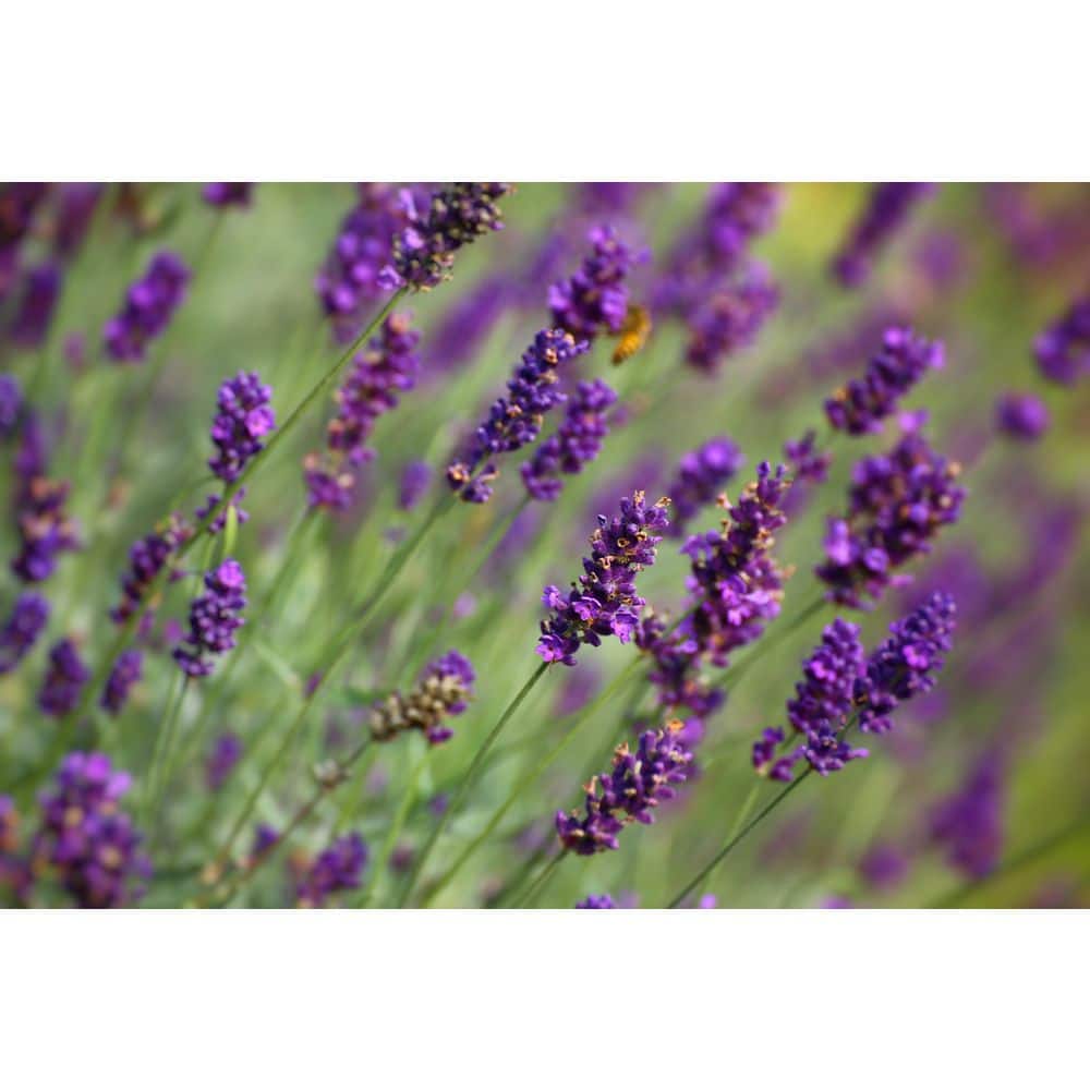 SMART PLANET 2.5 QT. French Lavender Plant with Purple Flowers 1007455196 -  The Home Depot