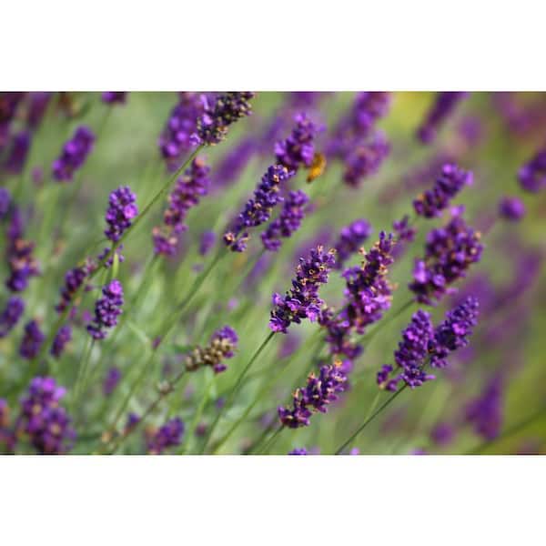 SMART PLANET 2.5 QT. French Lavender Plant with Purple Flowers