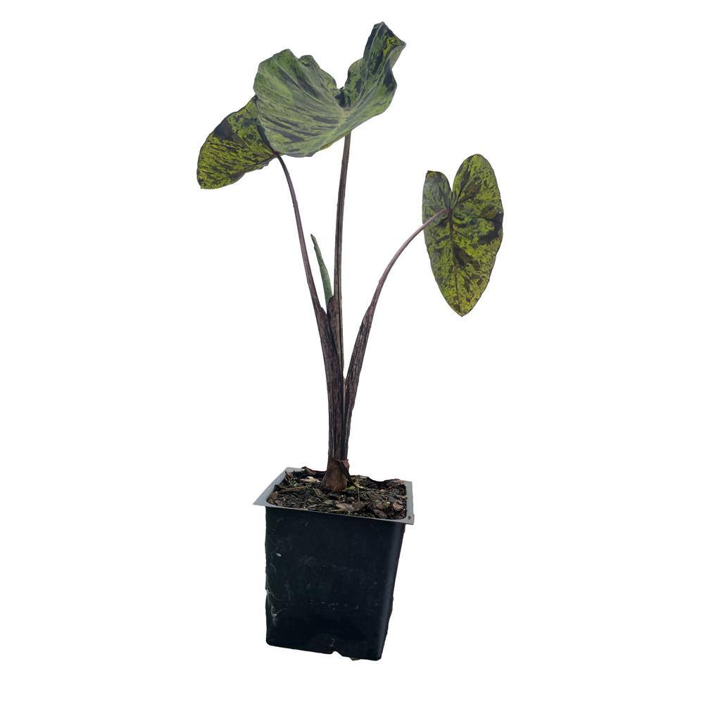 3 Mojito Elephant Ear Plants in 3 Separate 4 in. Pots
