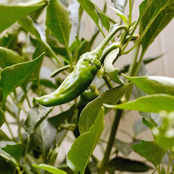 national PLANT NETWORK 2.5 in. Chile Pepper Shishito Plant (3-Pack)