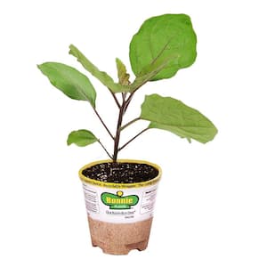 19 oz. White Eggplant Plant