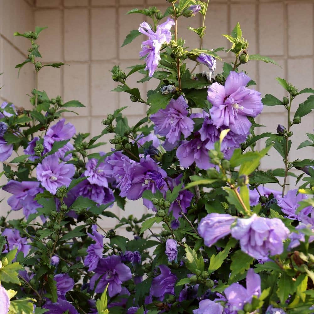 Lavender Blueberry Smoothie Hibiscus Flowering Shrub in 2-Gallon Pot