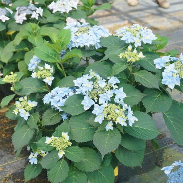 PROVEN WINNERS 2 Gal. Tuff Stuff Ah-Ha Mountain Hydrangea Hydrangea Serrata Live Reblooming Shrub