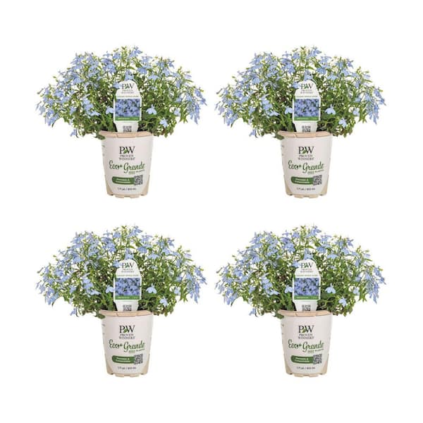 Proven Winners 4.25 in. Eco+ Grande Laguna Royale Azure Lobelia