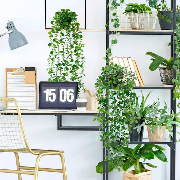 Amazon.com : Air Purifying Houseplant Multi-Pack - 3 Live