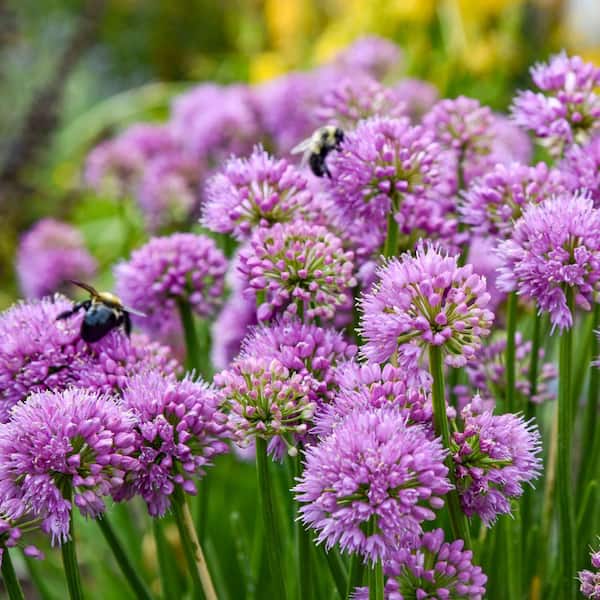 0.65 Gal. 'All the Buzz' Ornamental Onion (Allium hybrid) Live Perennial Plant with Rosy Purple Flowers