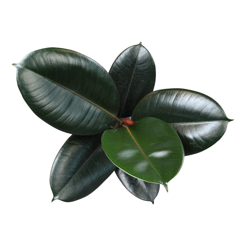 Ficus Burgundy Rubber Tree in Black Plastic Planter