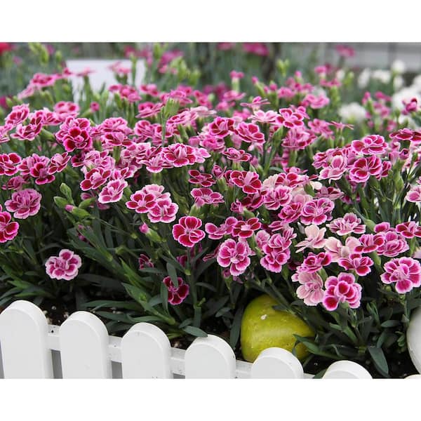 1 Qt. Dianthus Pink Kisses Carnation Perennial Plant (4-Pack)