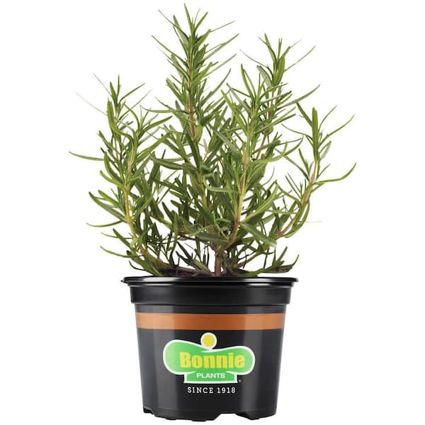 25 oz. Lavender Plant with Purple Flowers