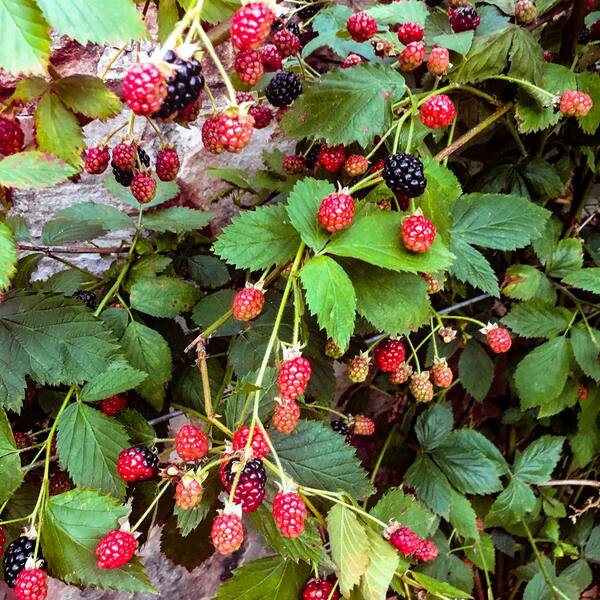 2.5 qt. Osage Blackberry Plant - Live Thornless Berry Bush with Large Fruit