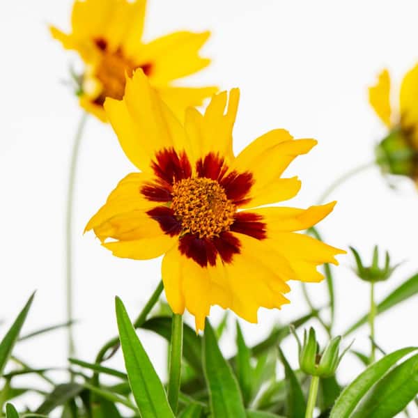 METROLINA GREENHOUSES 2.5 Qt. SunKiss Yellow and Red Tickseed