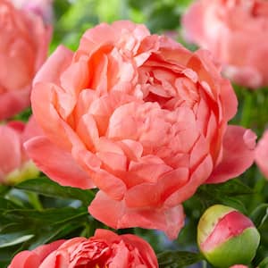 2/3 Eyes, Coral Sunset Peony Flower Bulbs, Bare Roots (Bag of 6)