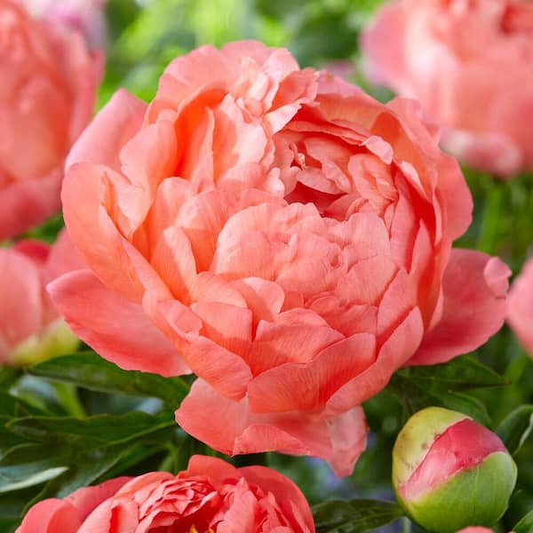 Garden State Bulb 2/3 Eyes, Coral Sunset Peony Flower Bulbs, Bare Roots (Bag of 9)