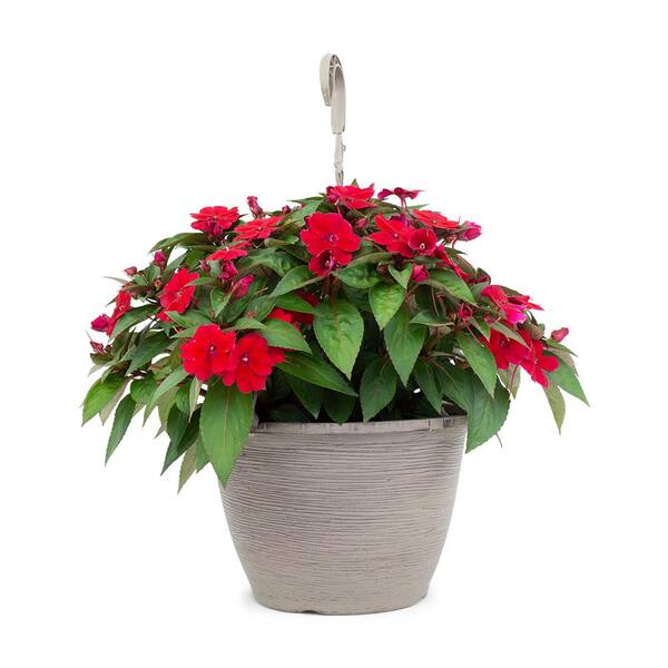 Vigoro 1.8 Gal. New Guinea Plant Red Flowers in 11 in. Hanging Basket