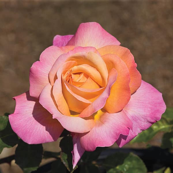 Vigoro 2 Gal. Peach Swirl Rose with Variegated Peach Flowers 17522