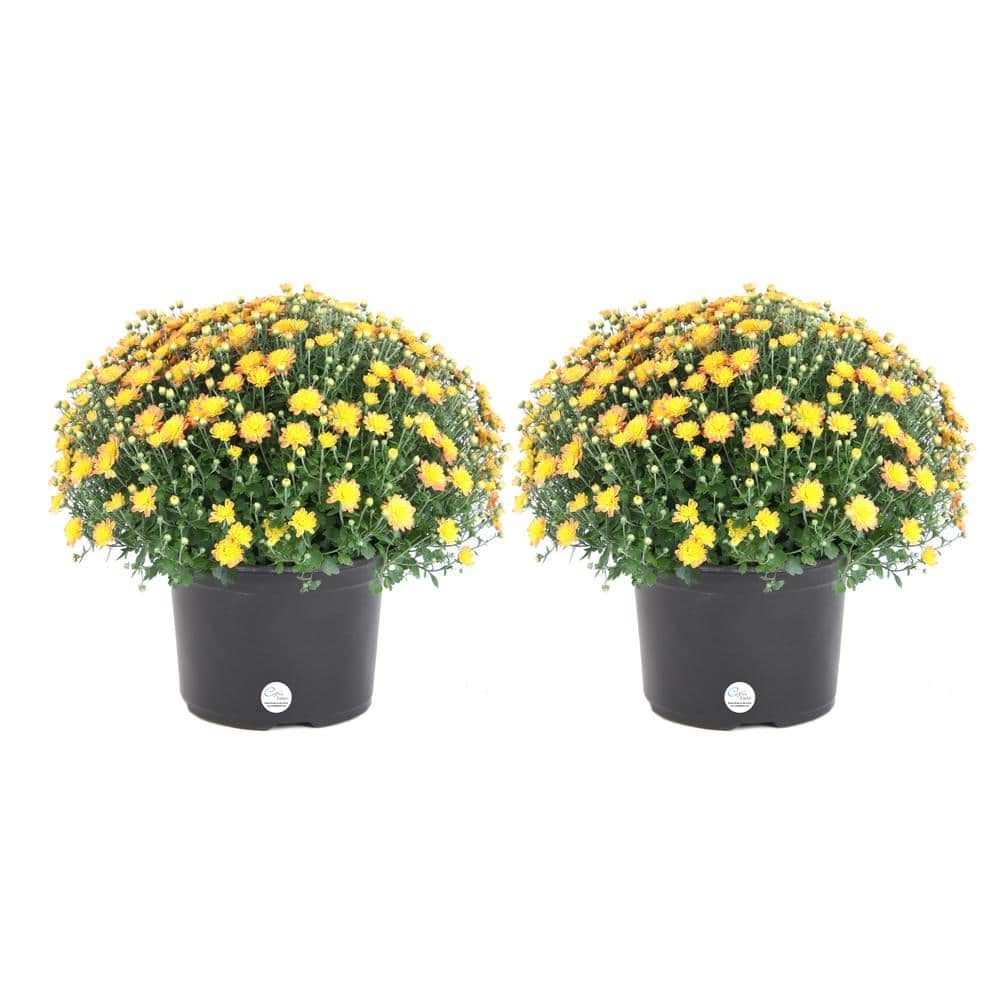 Costa Farms Yellow Ready To Bloom Fall Chrysanthemum Outdoor Plant In 3 