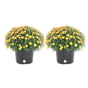 Yellow Ready to Bloom Fall Chrysanthemum Outdoor Plant in 3 Qt. Grower Pot, Avg. Shipping Height 1-2 ft. Tall (2-Pack)