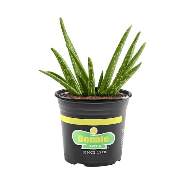 11.8 oz. Aloe Plant
