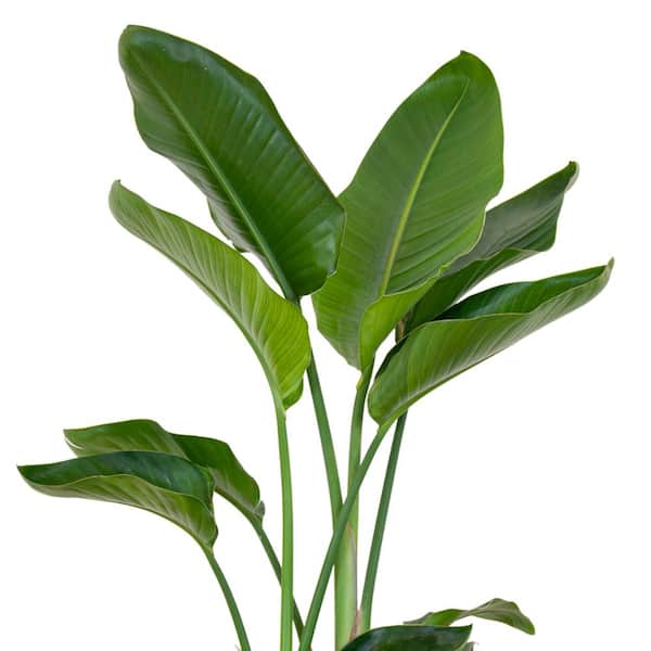 palmen pflege zimmerpflanzen Dypsis lutescens  PflanzenFuerAlle