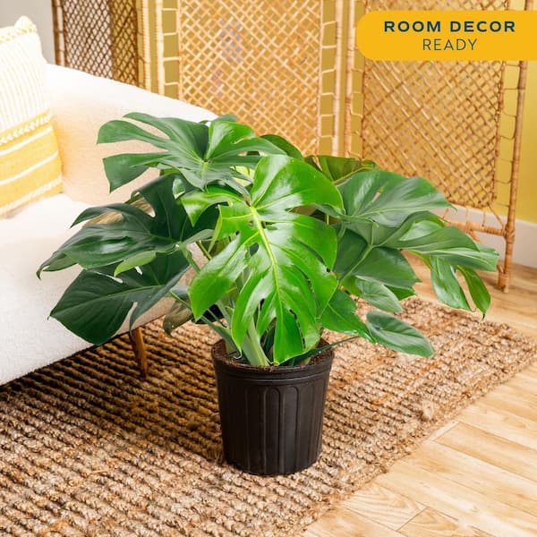 Monstera Deliciosa Indoor Plant in 10 in. Grower Planter, Avg. Shipping Height 2-3 ft. Tall
