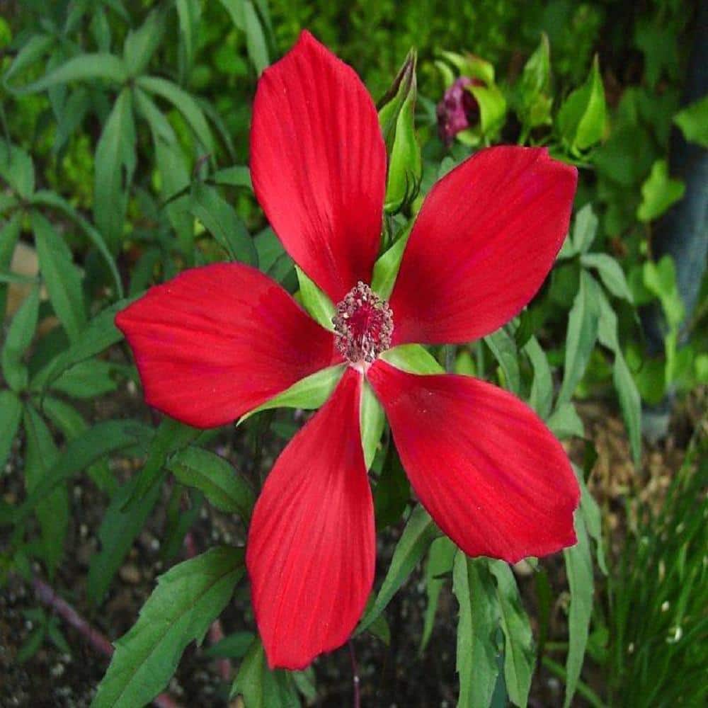 Givhandys 4 in. Potted Scarlet Mallow Bog/Marginal Aquatic Pond Plant