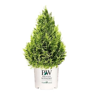 2 Gal. Pinpoint Gold Cypress Shrub with Golden Foliage