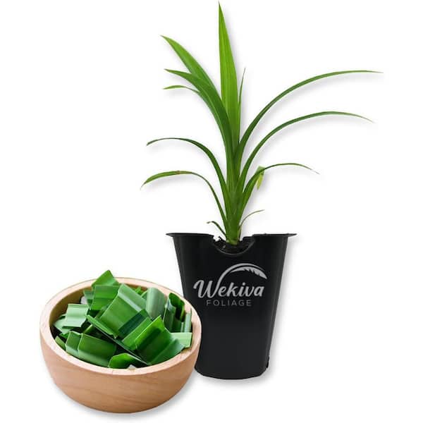 Wekiva Foliage Pandan Plant-Live Tissue Culture Starter Plant-Pandanus Amaryllifolius-Fragrant Flavor Sweet Edible Leaves