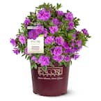 2 Gal. Autumn Majesty Shrub with Rich Semi-Double Purple Flowers
