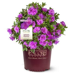 2 Gal. Autumn Majesty Shrub with Rich Semi-Double Purple Flowers