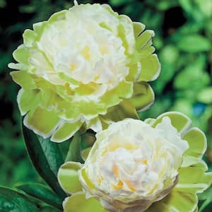 Green Halo Peony (Paeonia) Live Bareroot Perennial with White and Green Colored Flowers (1-Pack)