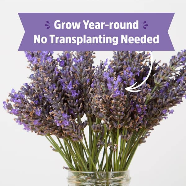 Grow Lavender in Your Herb Garden - The Home Depot