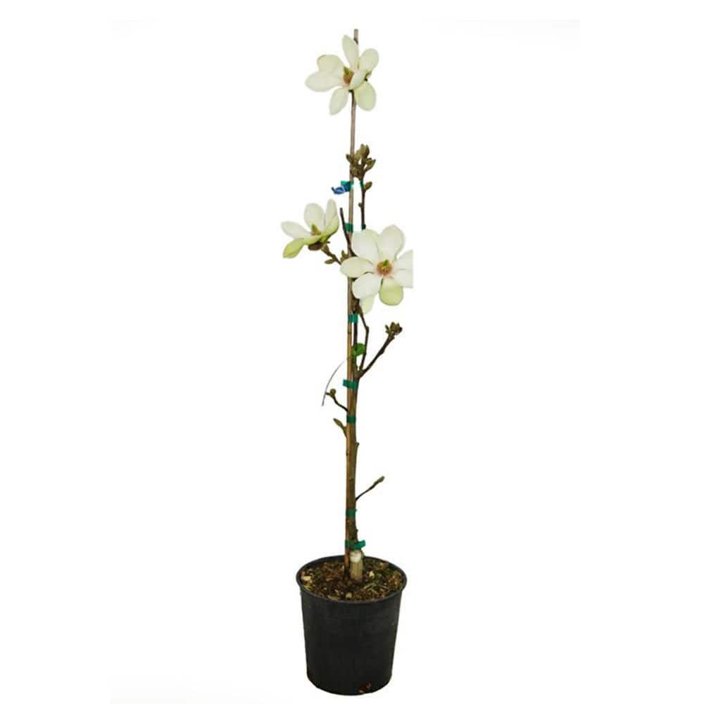 1 gal. Wisdom Series Green Star Deciduous Japanese Magnolia Tree