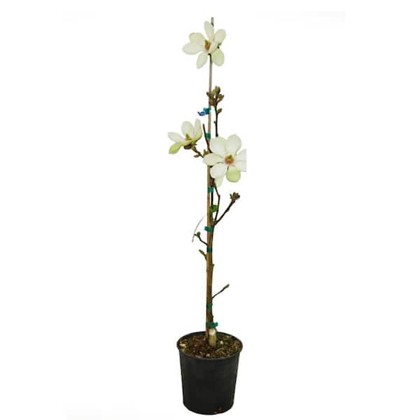1 gal. Wisdom Series Green Star Deciduous Japanese Magnolia Tree