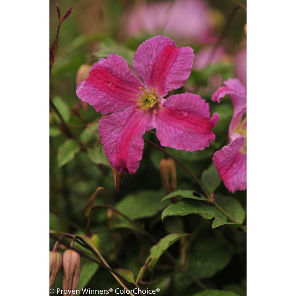 Pink Mink Clematis Trailing Flowering Shrub, 4.5 in. Quart