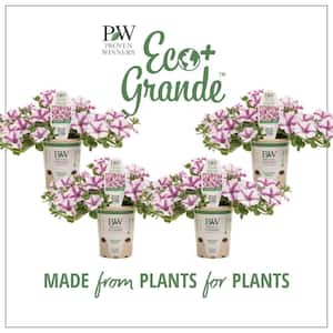 4.25 in. Eco+Grande Supertunia Lovie Dovie (Petunia) Live Plants, Pink and White Striped Flowers (4-Pack)