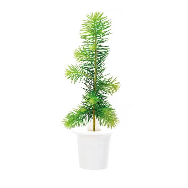 Click and Grow Spruce Refill (3-Pack) for Smart Herb Garden