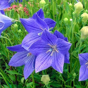 Fuji Balloon Flower (Platycodon), Live Bareroot Perennial Plant, Blue Flowers (1-Pack)