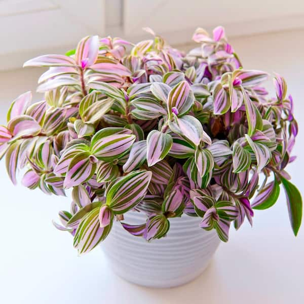 national PLANT NETWORK 6 in. Tradescantia Albiflora Nanouk Plant HD1753 ...