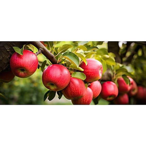 BELL NURSERY Lady in Red Apple Live Bare Root Tree 4 ft. to 5 ft. Tall, 2-Years Old (2-Pack)