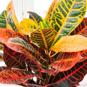 4 in. Pot Petra Croton, Live Potted Tropical Plant (1-Pack)