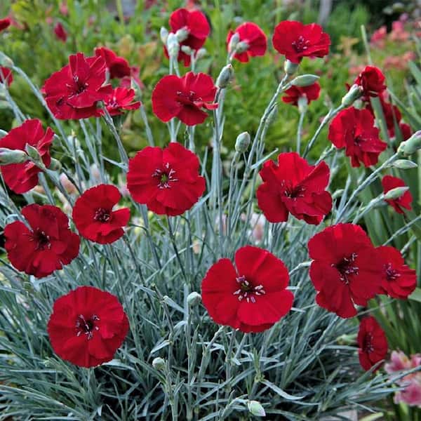BELL NURSERY 3 Gal. Cherry Pie Dianthus Live Flowering Full Sun Perennial Plant with Red Flowers